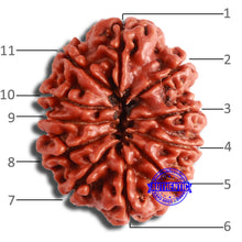 Load image into Gallery viewer, 11 Mukhi Nepalese Rudraksha - Bead No. 362