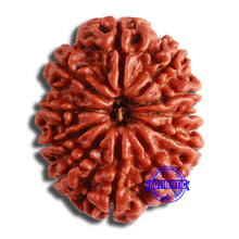 Load image into Gallery viewer, 11 Mukhi Nepalese Rudraksha - Bead No. 362