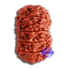 Load image into Gallery viewer, 11 Mukhi Nepalese Rudraksha - Bead No. 362