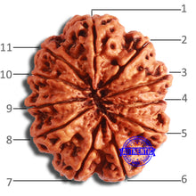 Load image into Gallery viewer, 11 Mukhi Nepalese Rudraksha - Bead No. 365