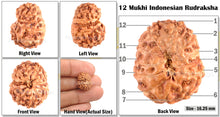 Load image into Gallery viewer, 12 Mukhi Indonesian Rudraksha - Bead No. 16