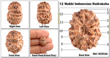Load image into Gallery viewer, 12 Mukhi Indonesian Rudraksha - Bead No. 20