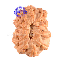 Load image into Gallery viewer, 12 Mukhi Indonesian Rudraksha - Bead No. 29