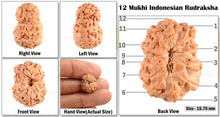 Load image into Gallery viewer, 12 Mukhi Indonesian Rudraksha - Bead No. 29