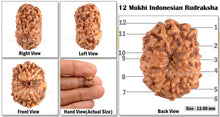 Load image into Gallery viewer, 12 Mukhi Indonesian Rudraksha - Bead No. 36