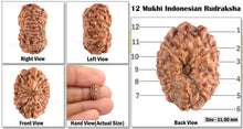 Load image into Gallery viewer, 12 Mukhi Indonesian Rudraksha - Bead No. 37