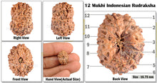 Load image into Gallery viewer, 12 Mukhi Indonesian Rudraksha - Bead No. 44