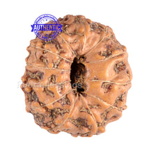 Load image into Gallery viewer, 12 Mukhi Indonesian Rudraksha - Bead No. 50