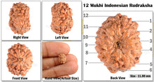 Load image into Gallery viewer, 12 Mukhi Indonesian Rudraksha - Bead No. 68