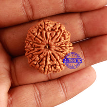 Load image into Gallery viewer, 12 Mukhi Nepalese Rudraksha - Bead No. 250