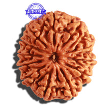 Load image into Gallery viewer, 12 Mukhi Nepalese Rudraksha - Bead No. 250