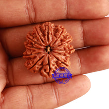 Load image into Gallery viewer, 12 Mukhi Nepalese Rudraksha - Bead No. 251