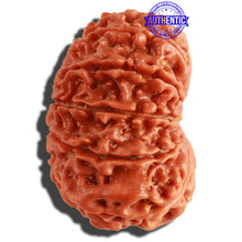 Load image into Gallery viewer, 12 Mukhi Nepalese Rudraksha - Bead No. 251