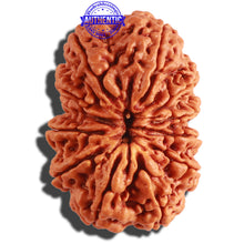 Load image into Gallery viewer, 12 Mukhi Nepalese Rudraksha - Bead No. 252