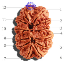 Load image into Gallery viewer, 12 Mukhi Nepalese Rudraksha - Bead No. 252