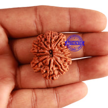 Load image into Gallery viewer, 12 Mukhi Nepalese Rudraksha - Bead No. 253