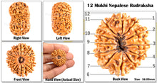 Load image into Gallery viewer, 12 Mukhi Nepalese Rudraksha - Bead No. 75