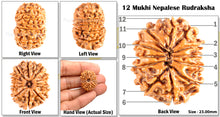 Load image into Gallery viewer, 12 Mukhi Nepalese Rudraksha - Bead No. 76
