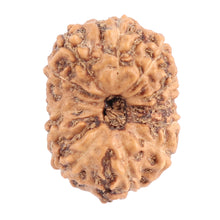 Load image into Gallery viewer, 12 Mukhi Indonesian Rudraksha - Bead No. 103