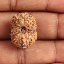 Load image into Gallery viewer, 12 Mukhi Indonesian Rudraksha - Bead No. 103
