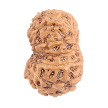 Load image into Gallery viewer, 12 Mukhi Indonesian Rudraksha - Bead No. 103