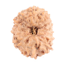 Load image into Gallery viewer, 12 Mukhi Indonesian Rudraksha - Bead No. 105