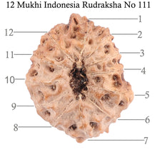 Load image into Gallery viewer, 12 Mukhi Indonesian Rudraksha - Bead No. 111