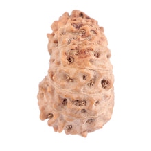 Load image into Gallery viewer, 12 Mukhi Indonesian Rudraksha - Bead No. 111