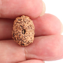 Load image into Gallery viewer, 12 Mukhi Indonesian Rudraksha - Bead No. 113