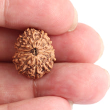 Load image into Gallery viewer, 12 Mukhi Indonesian Rudraksha - Bead No. 116