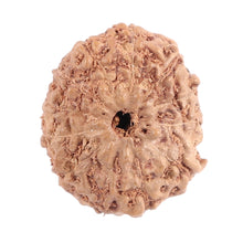 Load image into Gallery viewer, 12 Mukhi Indonesian Rudraksha - Bead No. 117