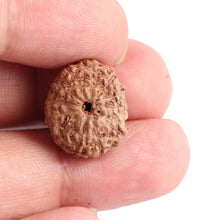 Load image into Gallery viewer, 12 Mukhi Indonesian Rudraksha - Bead No. 117