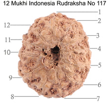 Load image into Gallery viewer, 12 Mukhi Indonesian Rudraksha - Bead No. 117
