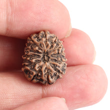 Load image into Gallery viewer, 12 Mukhi Indonesian Rudraksha - Bead No. 119