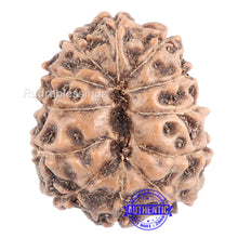 Load image into Gallery viewer, 12 Mukhi Indonesian Rudraksha - Bead No. 119