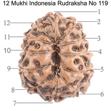 Load image into Gallery viewer, 12 Mukhi Indonesian Rudraksha - Bead No. 119