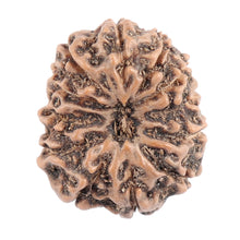 Load image into Gallery viewer, 12 Mukhi Indonesian Rudraksha - Bead No. 119