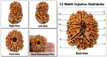 Load image into Gallery viewer, 12 Mukhi Nepalese Rudraksha - Bead No. 52