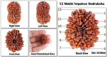 Load image into Gallery viewer, 12 Mukhi Nepalese Rudraksha - Bead No 54
