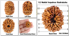 Load image into Gallery viewer, 12 Mukhi Nepalese Rudraksha - Bead No 55