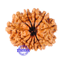 Load image into Gallery viewer, 12 Mukhi Nepalese Rudraksha - Bead No 56