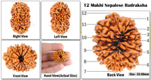 Load image into Gallery viewer, 12 Mukhi Nepalese Rudraksha - Bead No 56