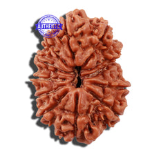 Load image into Gallery viewer, 12 Mukhi Nepalese Rudraksha - Bead No 139