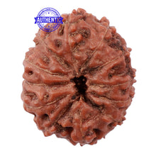 Load image into Gallery viewer, 12 Mukhi Indonesian Rudraksha - Bead No. 131