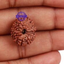 Load image into Gallery viewer, 12 Mukhi Indonesian Rudraksha - Bead No. 131