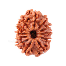 Load image into Gallery viewer, 12 Mukhi Nepalese Rudraksha - Bead No. 83