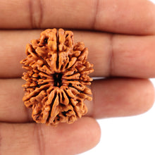 Load image into Gallery viewer, 12 Mukhi Nepalese Rudraksha - Bead No. 78