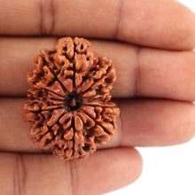Load image into Gallery viewer, 12 Mukhi Nepalese Rudraksha - Bead No. 79