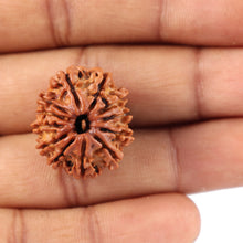 Load image into Gallery viewer, 12 Mukhi Nepalese Rudraksha - Bead No. 81