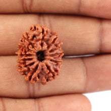 Load image into Gallery viewer, 12 Mukhi Nepalese Rudraksha - Bead No. 83